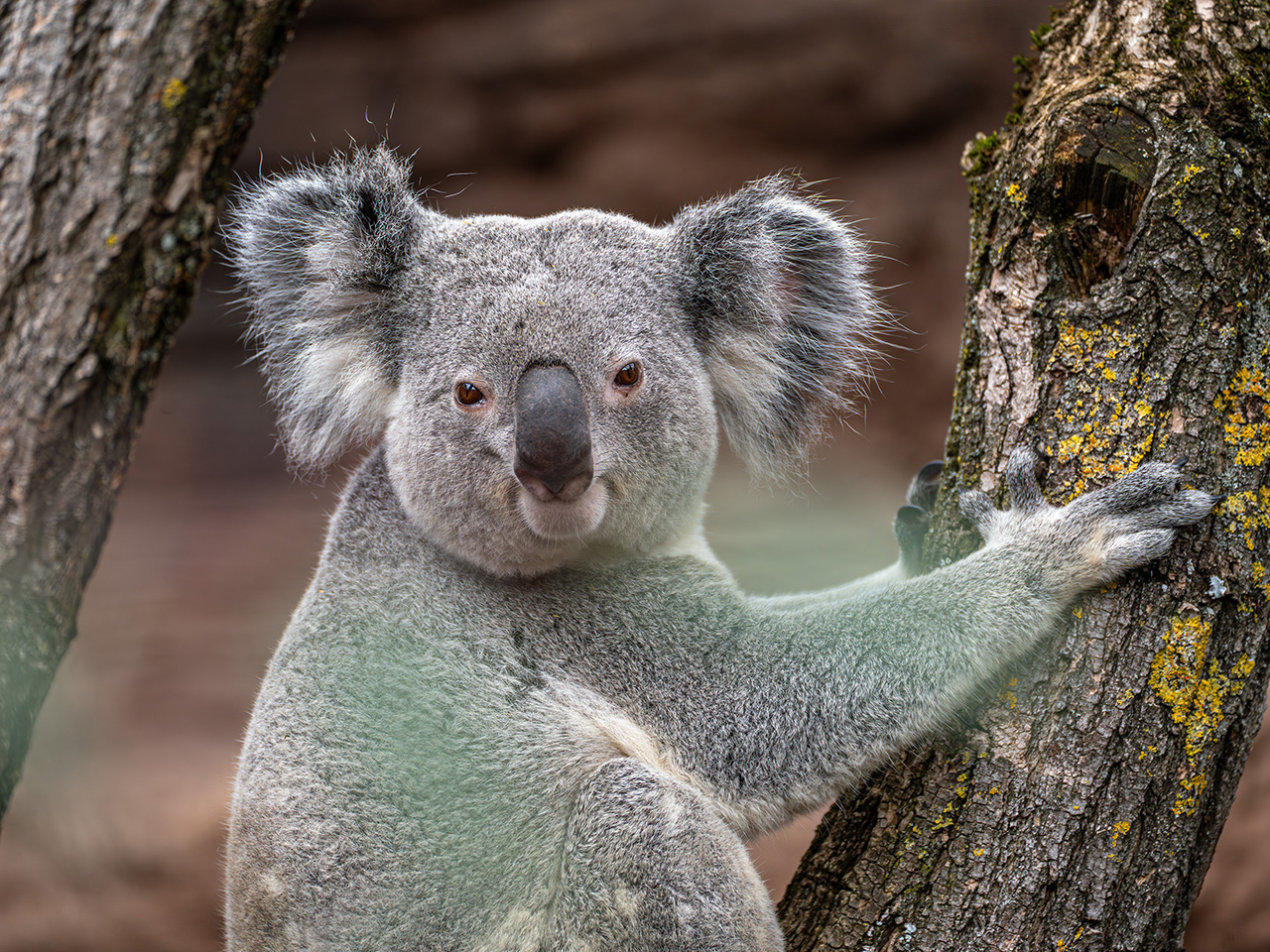 Koalabär der den Betrachter direkt anschaut und seine Pfote an einen Baumstamm anlehnt